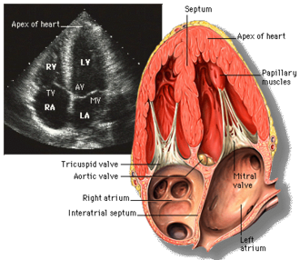 Echocardiography — Four Chamber