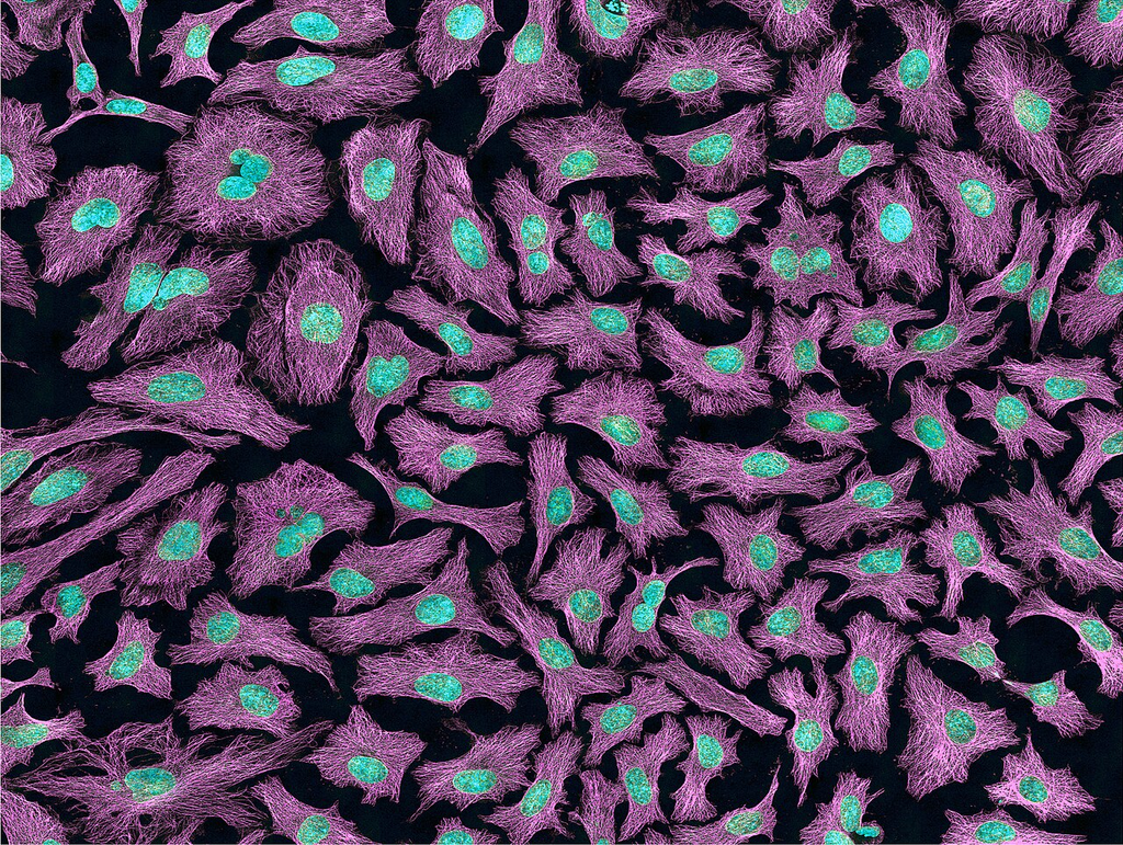 HeLa Cell Monolayer — Phase Contrast