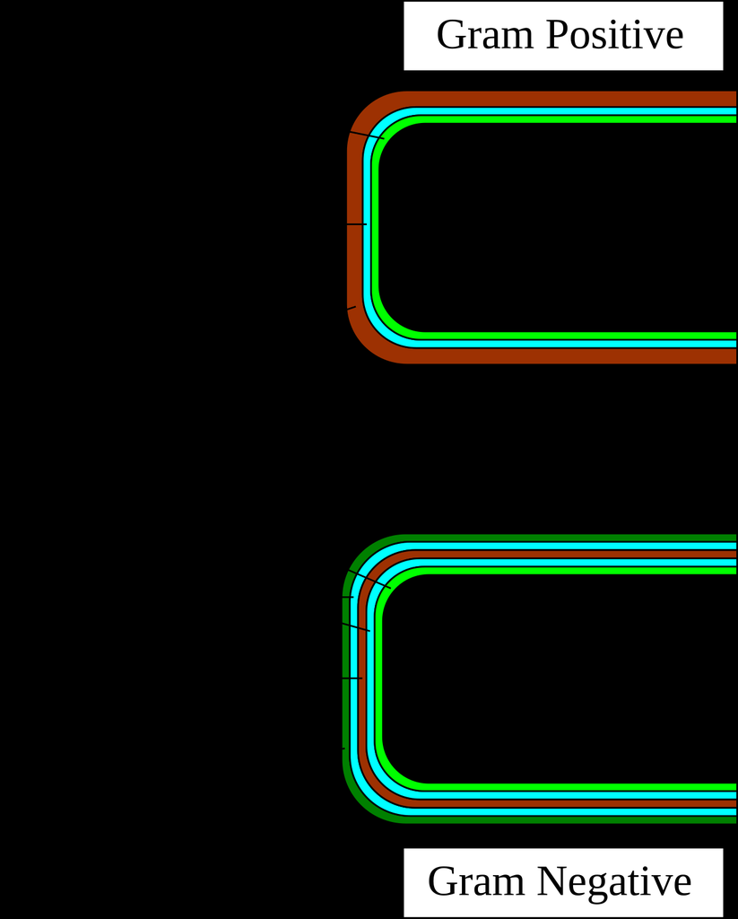 Gram-Positive vs Gram-Negative Cell Wall — Diagram