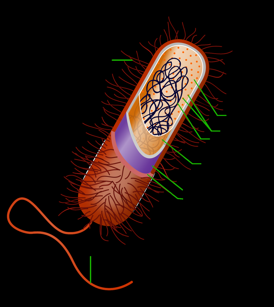 Prokaryotic Cell Diagram — Reference