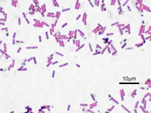 Bacillus subtilis — Gram Stain