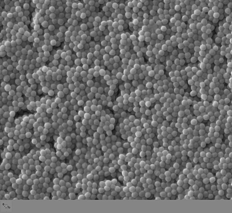 S. aureus — Intact Cell Population TEM