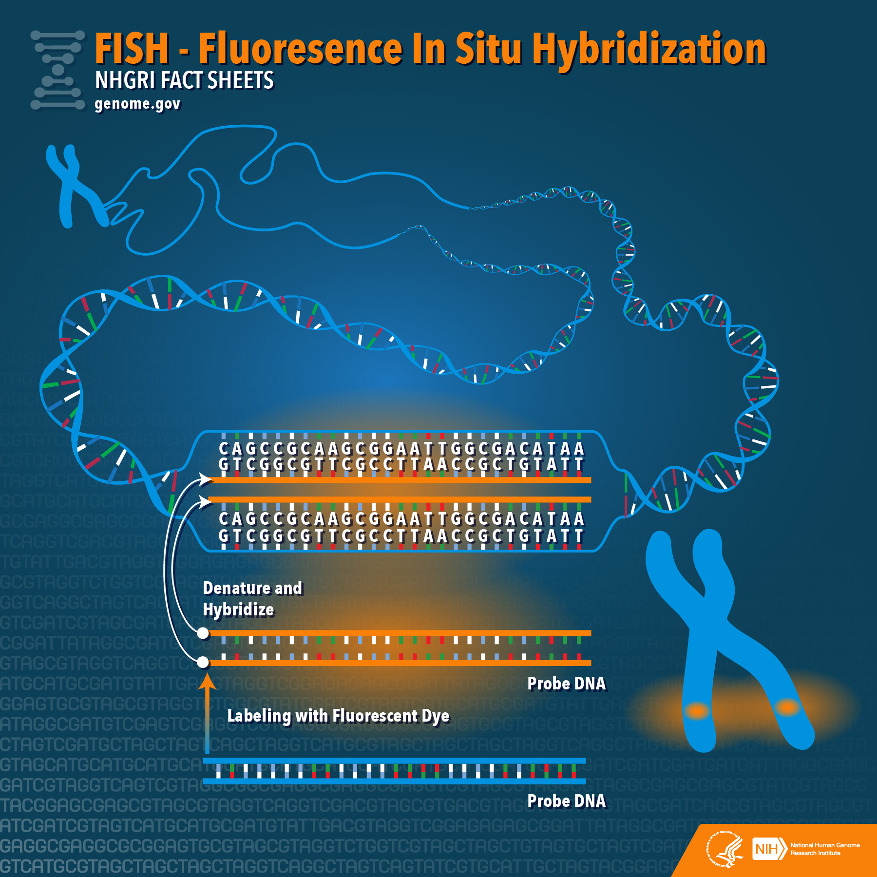 Fluorescence In Situ Hybridization (FISH) — Chromosome Mapping