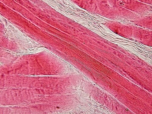 Skeletal Muscle — Longitudinal Section H&E