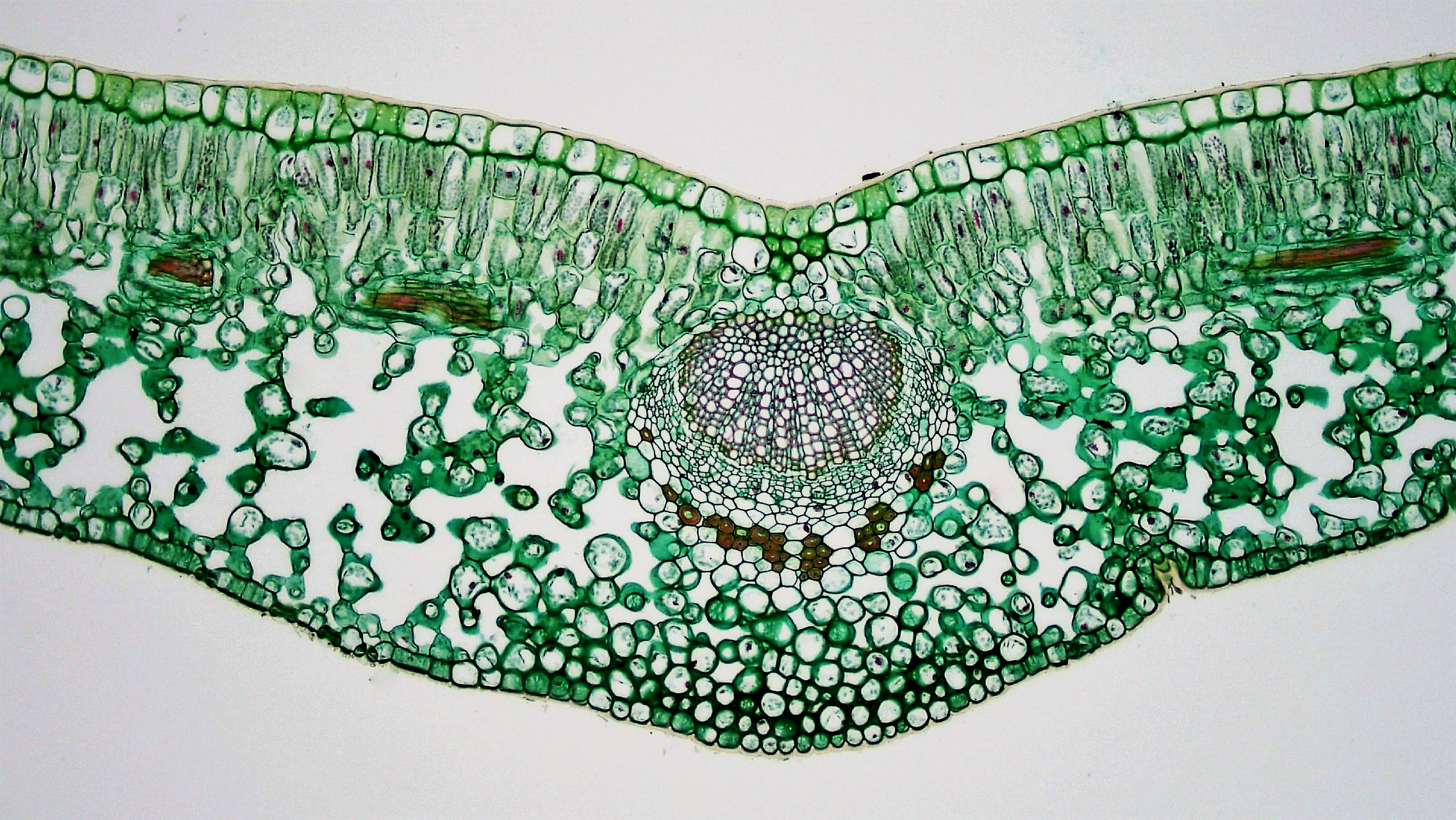 Ligustrum Leaf Cross-Section — Mesophytic Dicot Anatomy