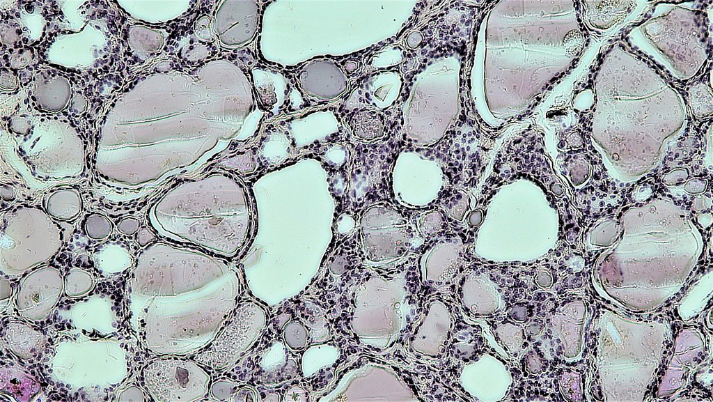 tissue_he__he__0288b54e250d