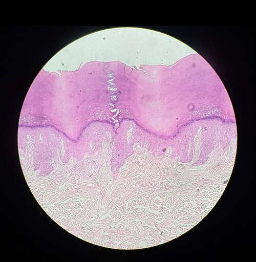 tissue_he__he__300929e503a6