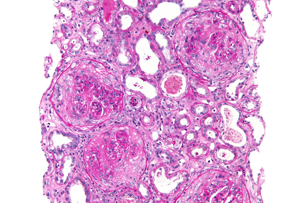 tissue_he__he__8275f09ec388