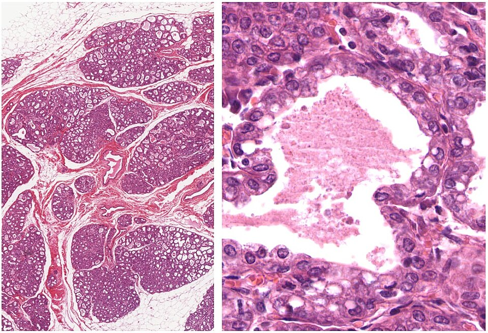 tissue_he__he__9d1d754908da