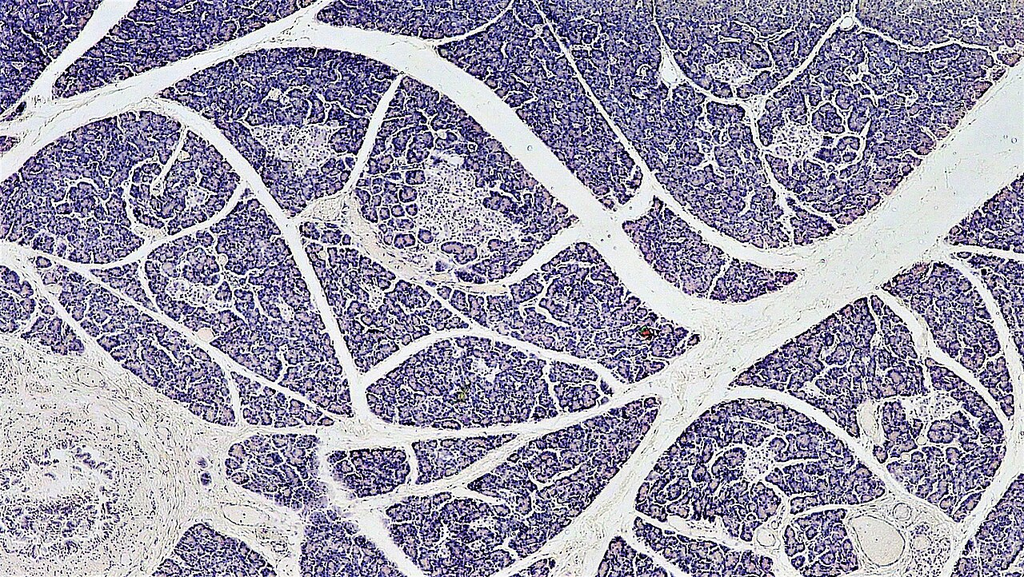 tissue_he__he__a7129429b305