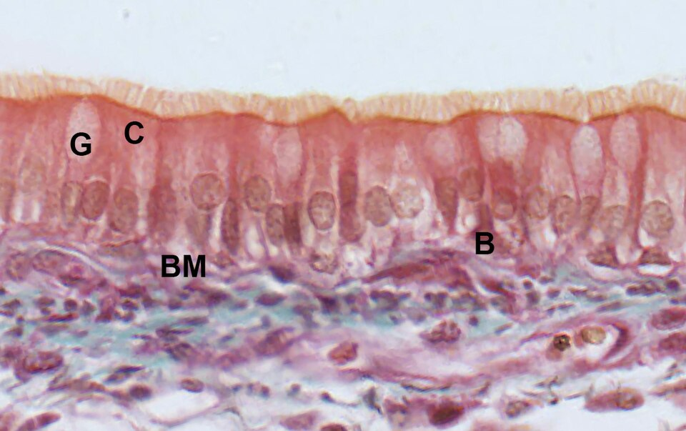 tissue_he__masson_trichrome__59cd5d25a398