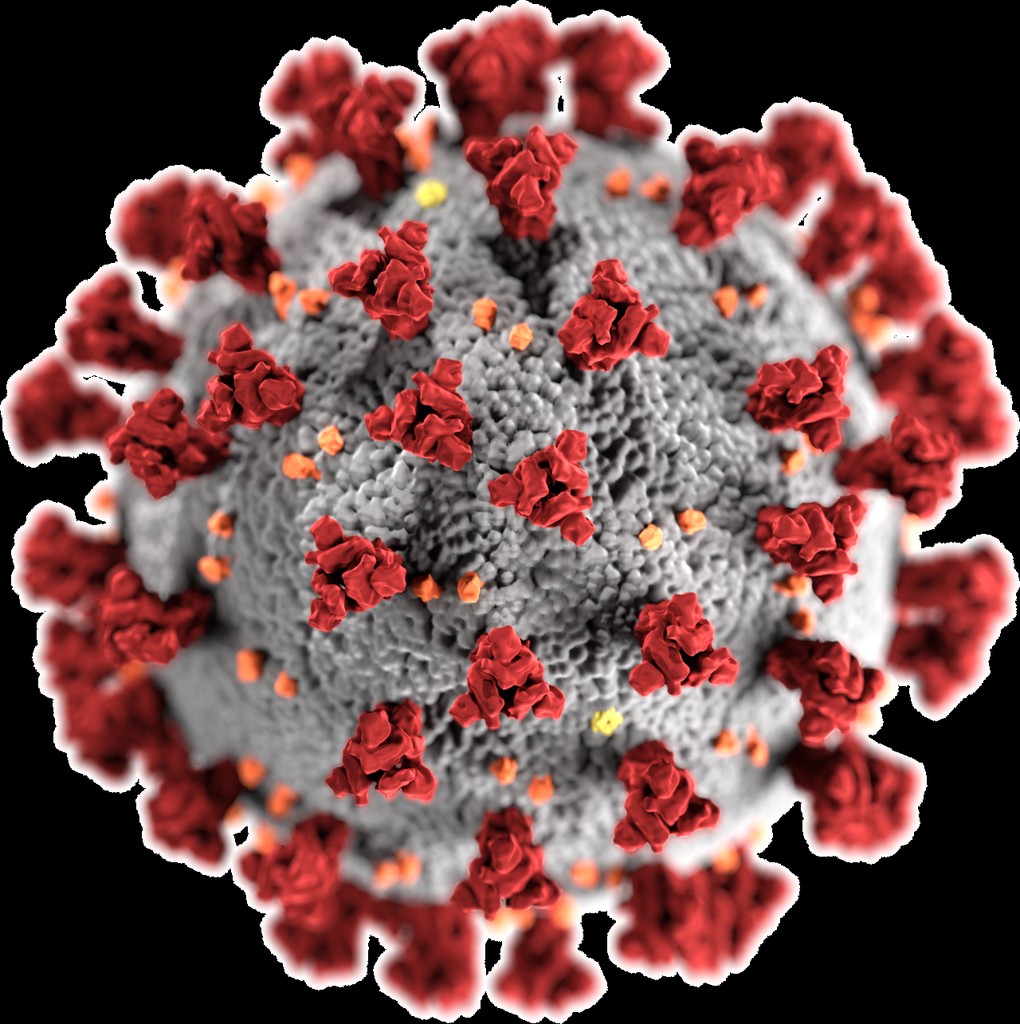 SARS-CoV-2 Coronavirus — TEM